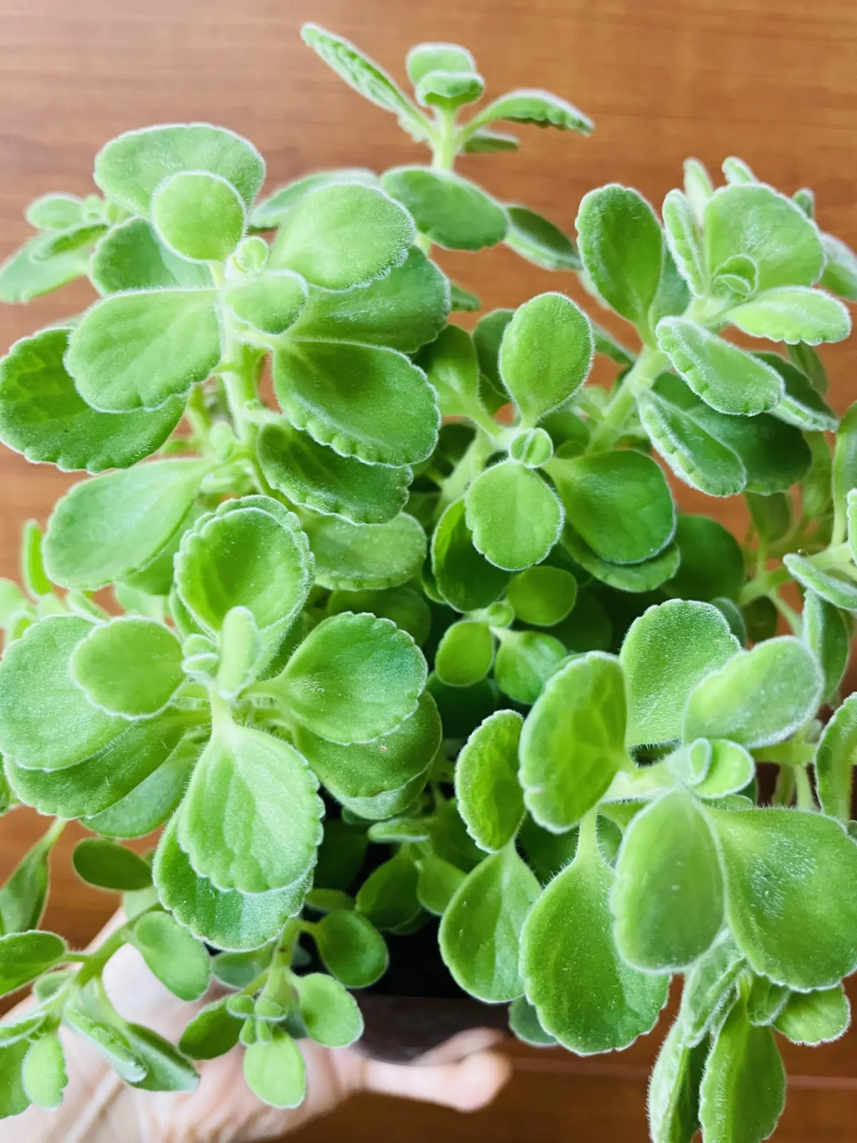 ハーブ　多肉植物　アロマティカス