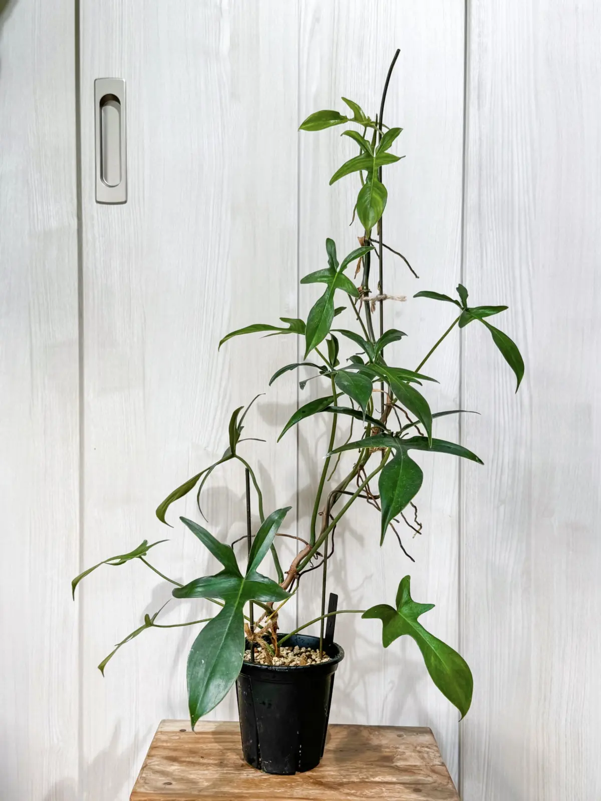 フィロデンドロン　グラッドハンズ