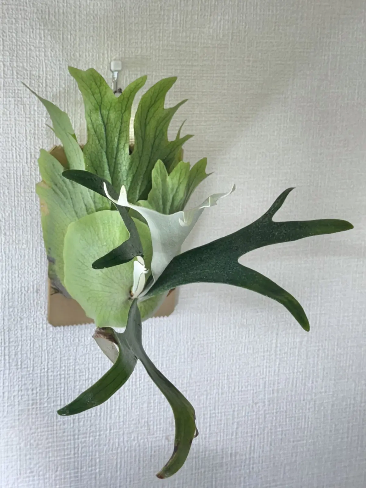 ビカクシダ　札落ち