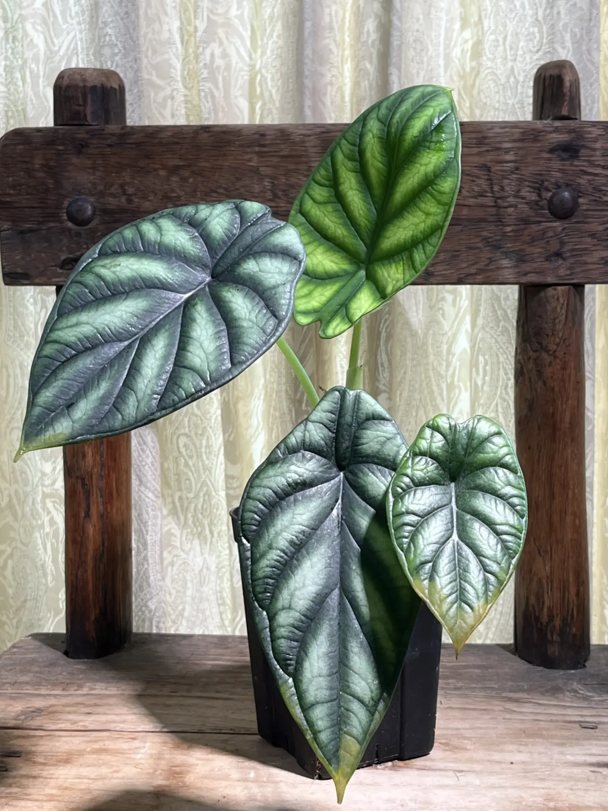 アロカシア　ドラゴンスケール