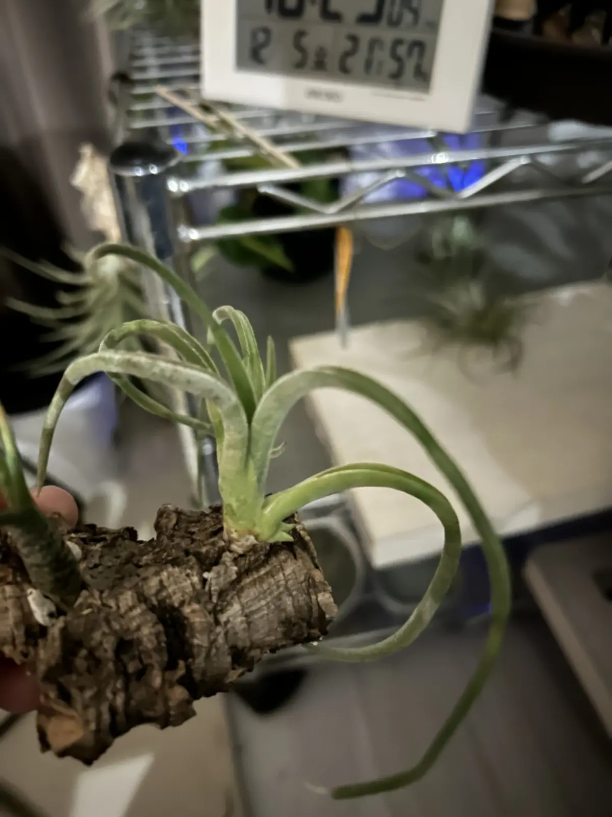 チランジア カプトメドゥーサ