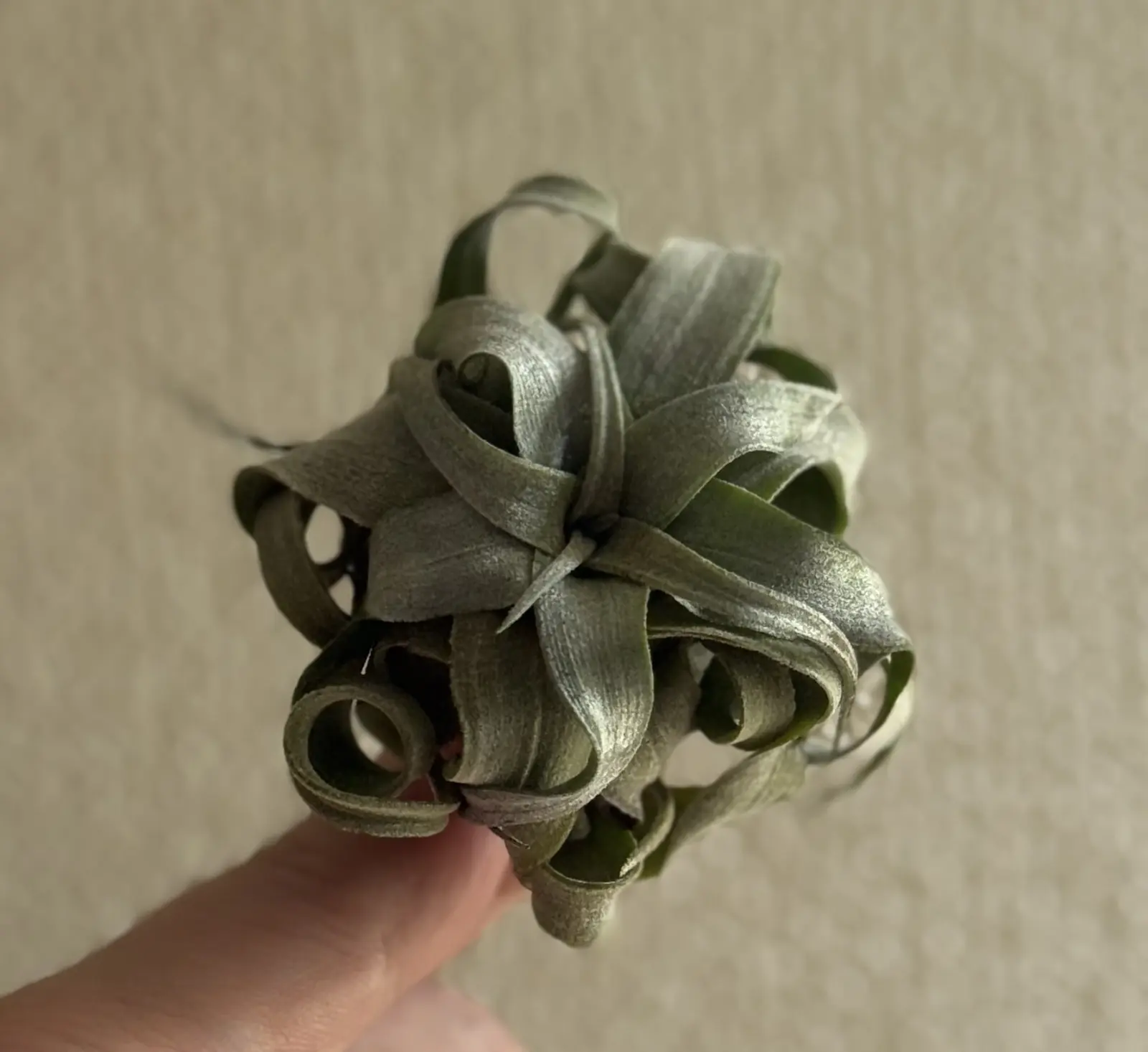 ティランジア ストレプトフィラ