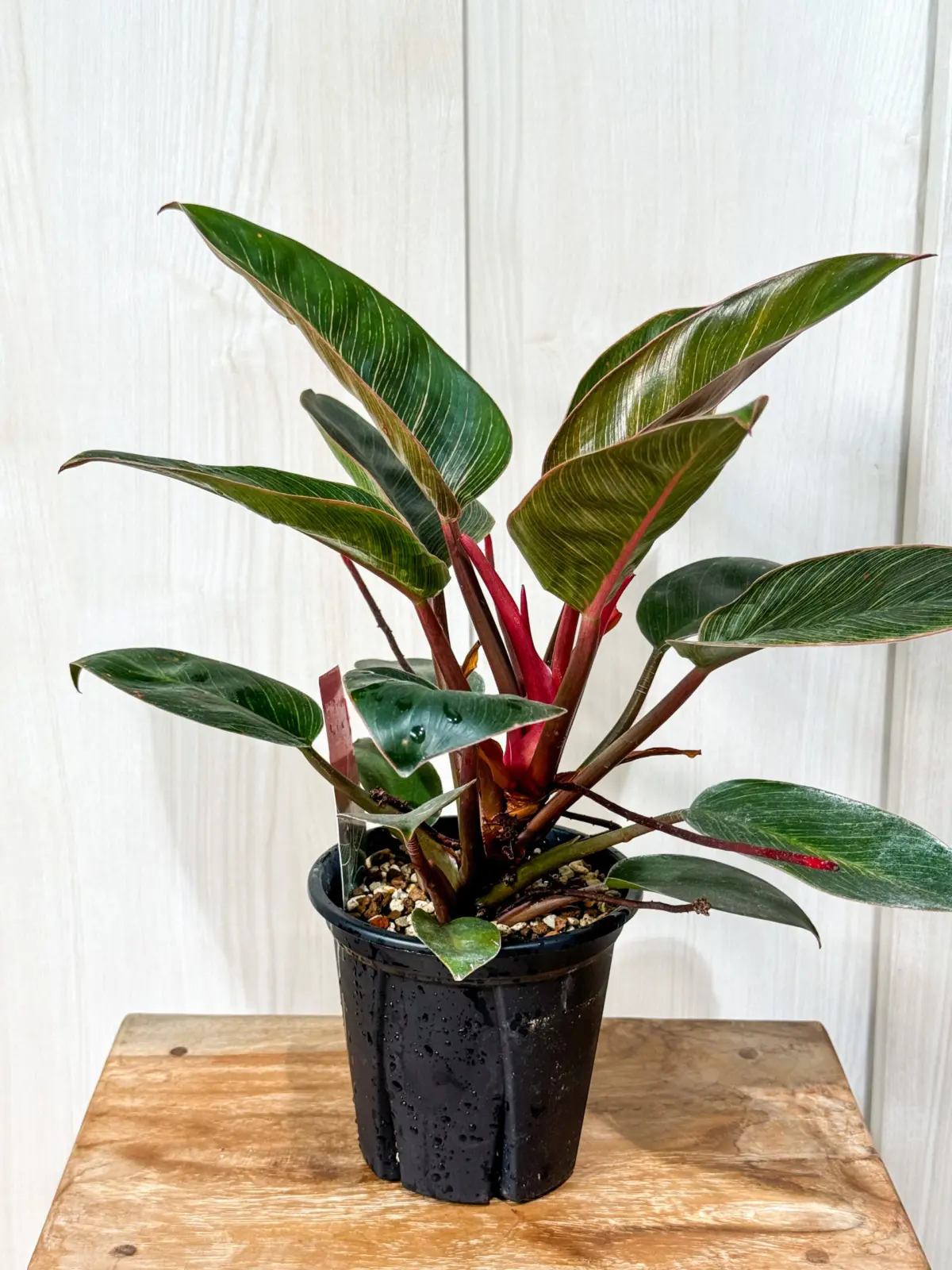 フィロデンドロン　ピンクバーキン