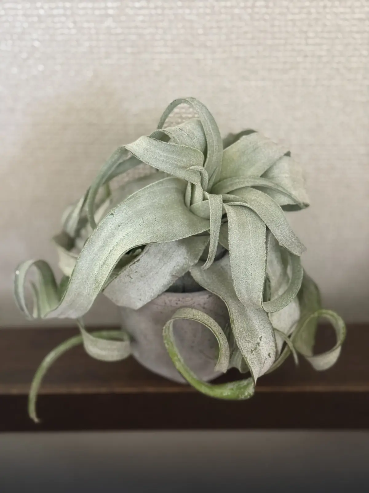 ティランジア ストレプトフィラ ベリーズ