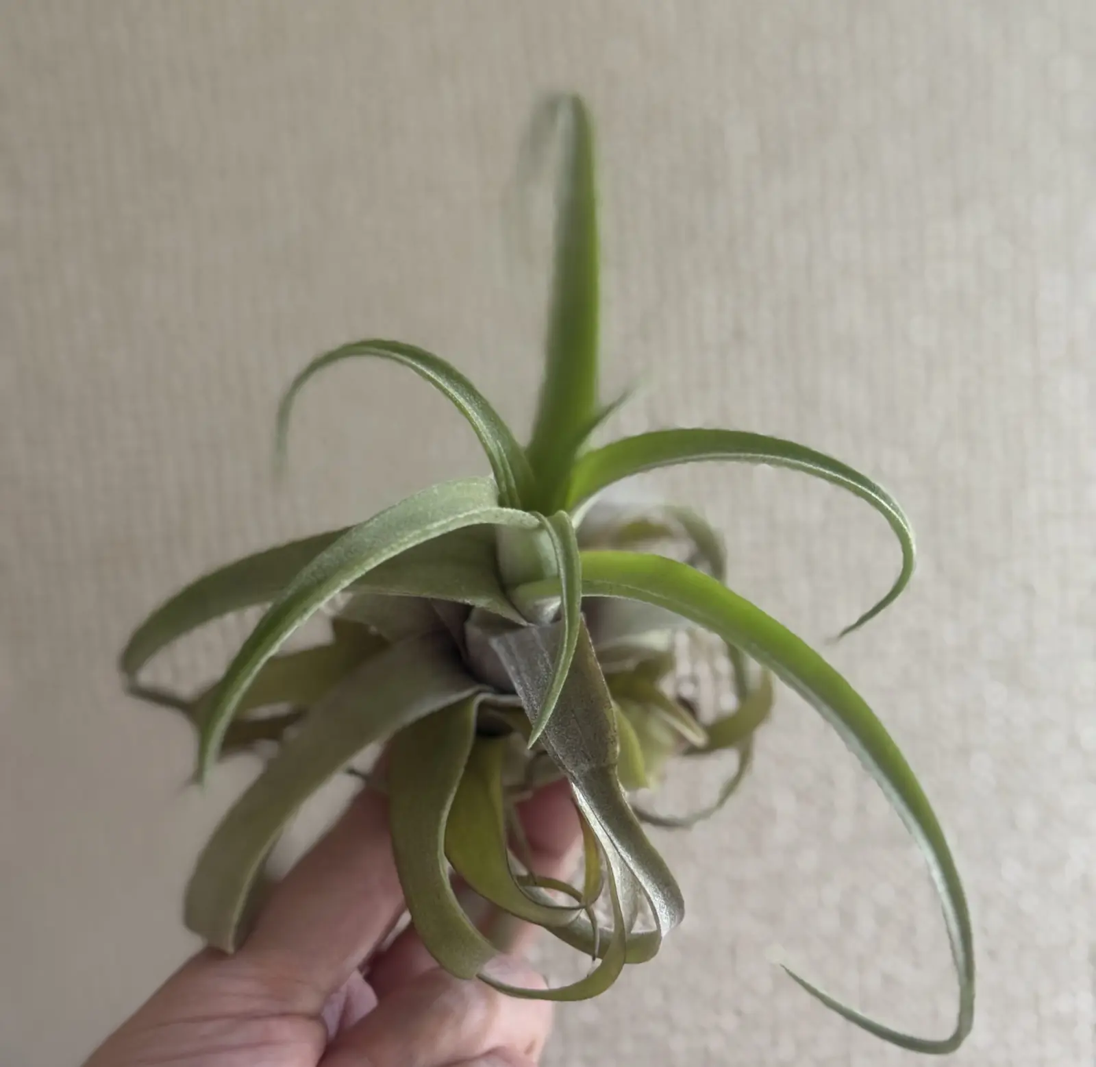 ティランジア ストレプトフィラ