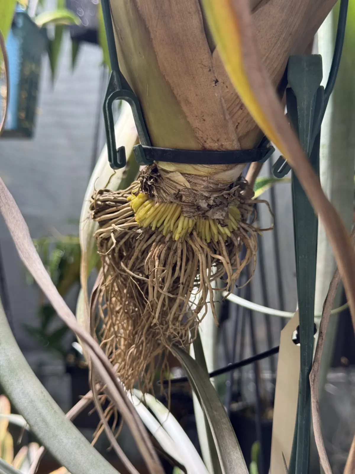 ティランジア　ウトリキュラータ　根っこ