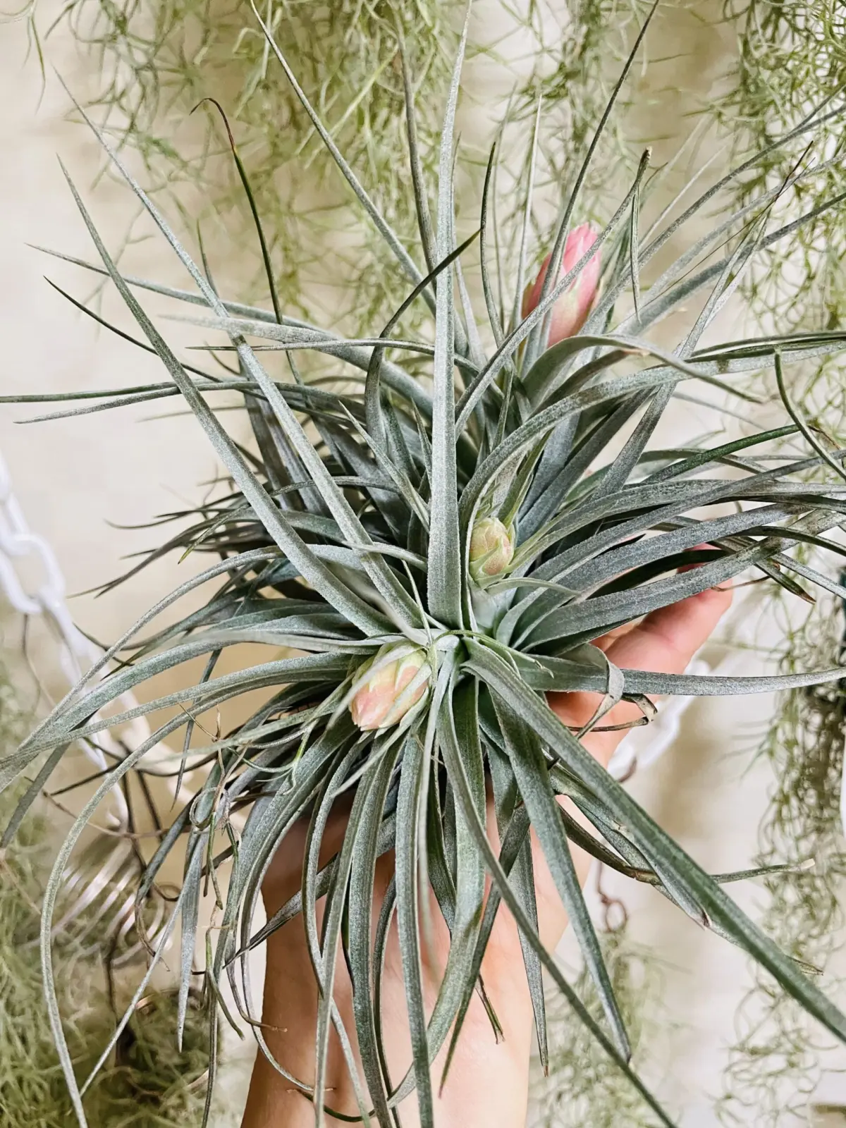 ティランジア コットンキャンディ クランプ 花