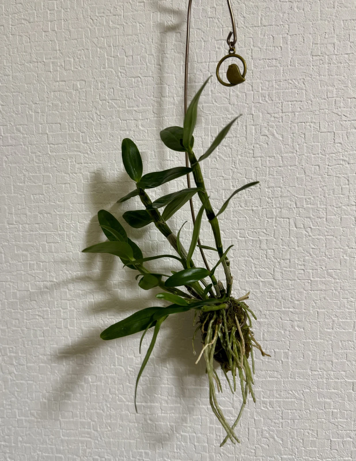 デンドロビウム グリーンアイ