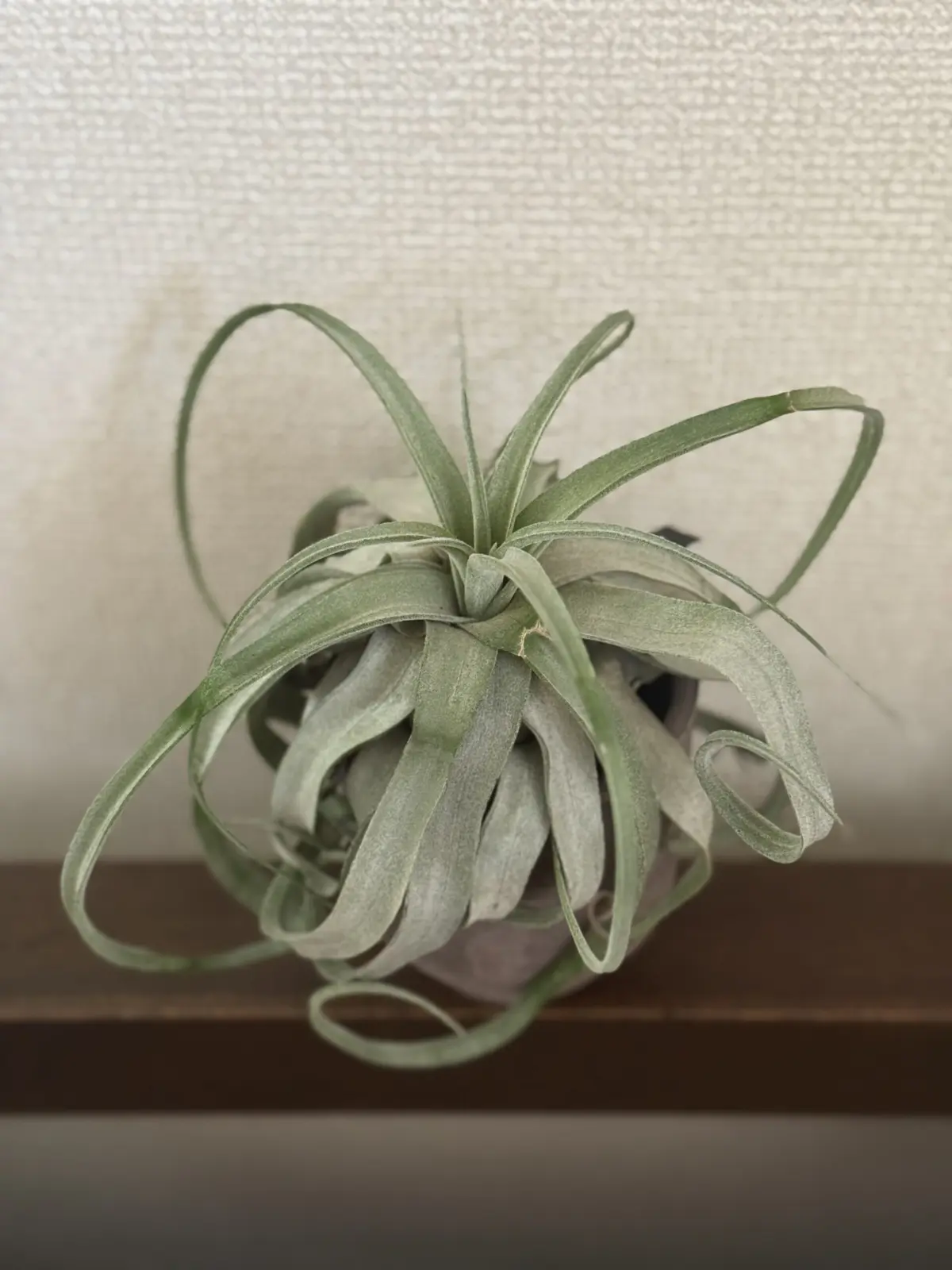 ティランジア ストレプトフィラ