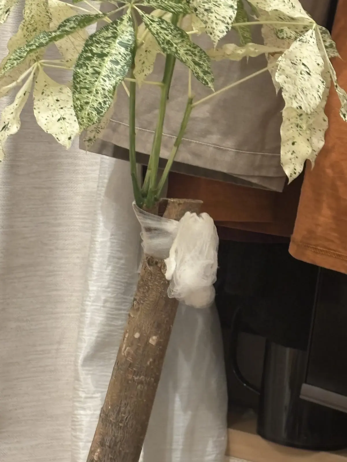 パキラミルキーウェイ