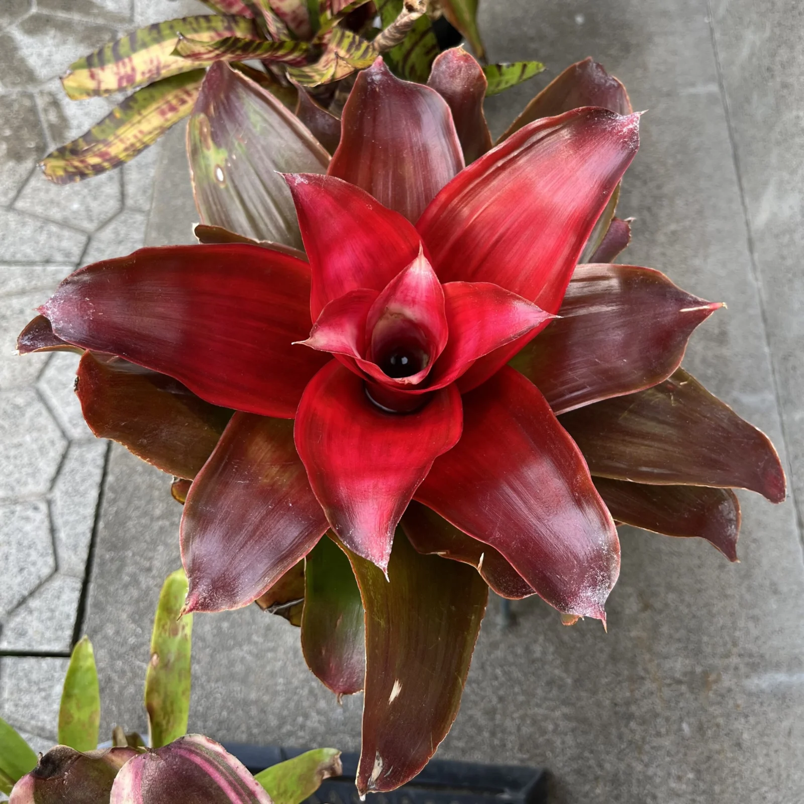 ネオレゲリア　メデューサ