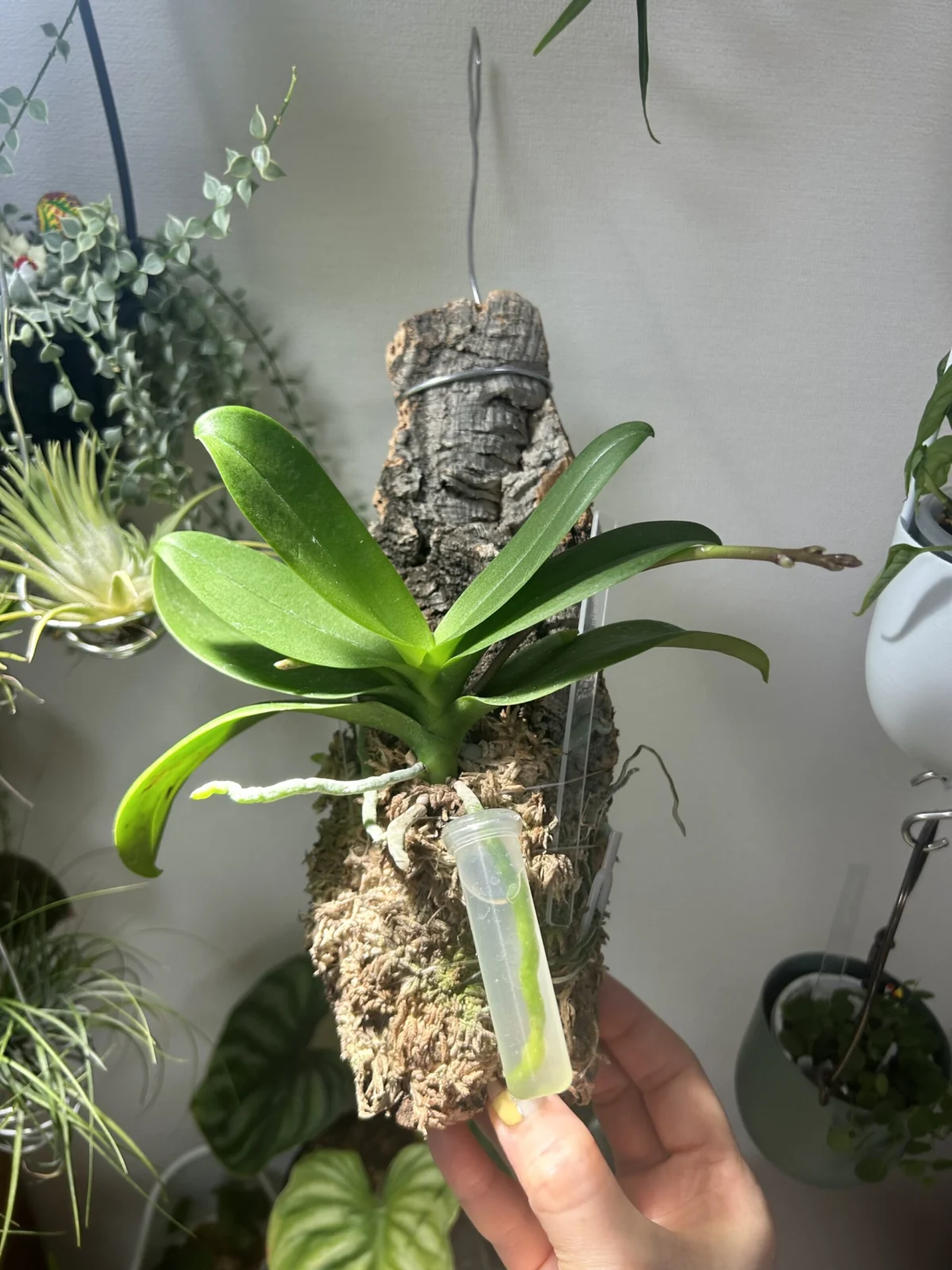 コチョウラン カララ アカミ