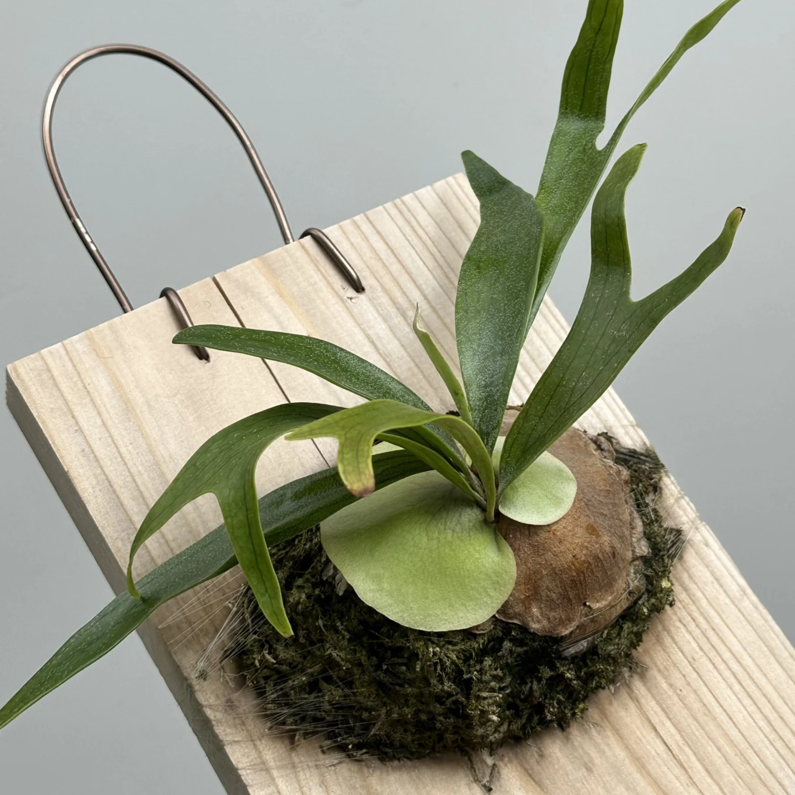 ビカクシダ　ジーゼンヘンネ　成長記録5