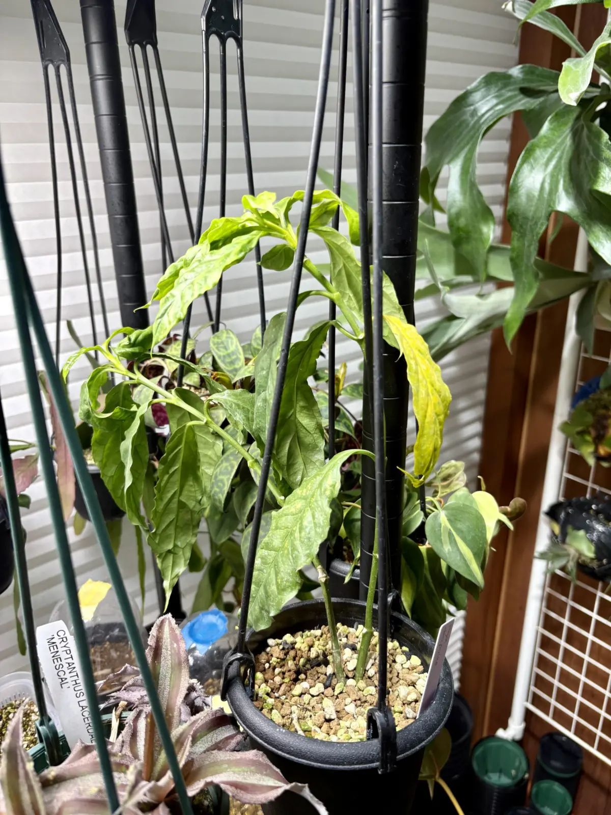 ホヤ　デシプラエ