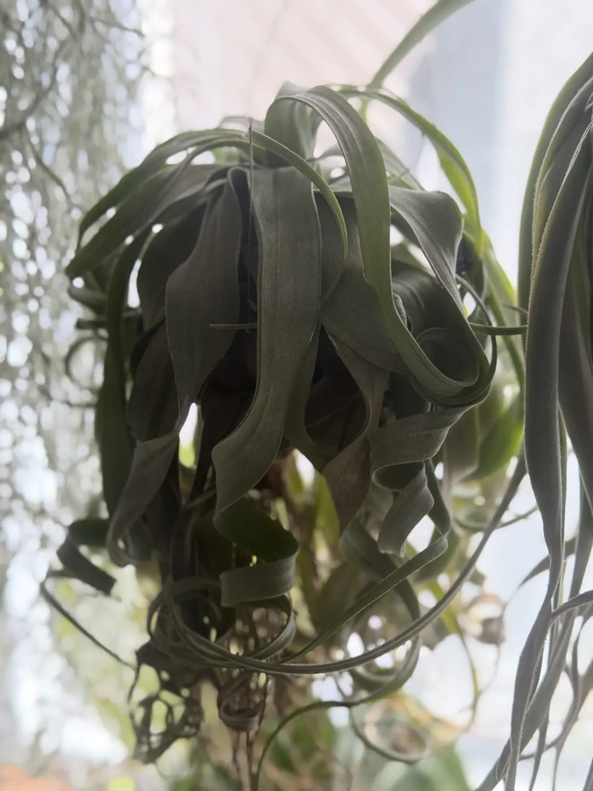 ティランジア ストレプトフィラ 名古屋巻き