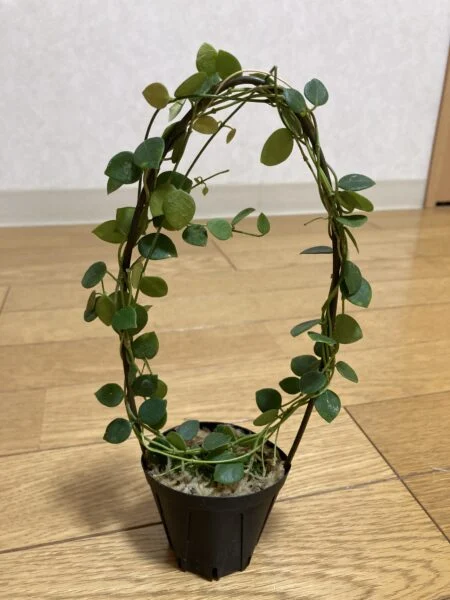 ホヤ　ティミカ　