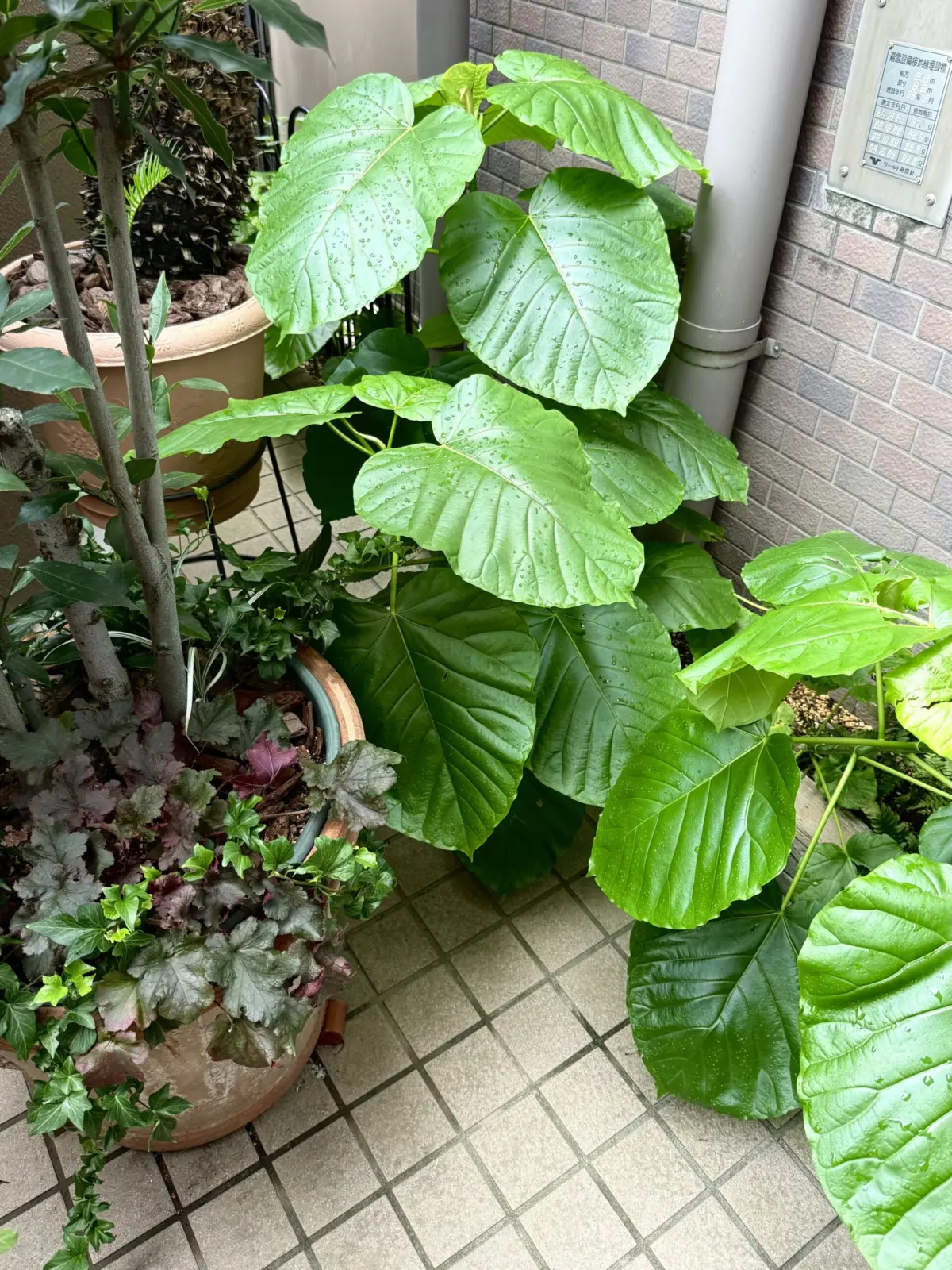 フィカス　ウンベラータ