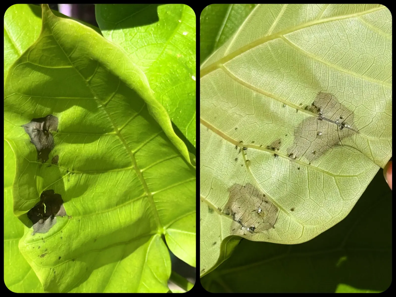 フィカス　ウンベラータ　葉が〜