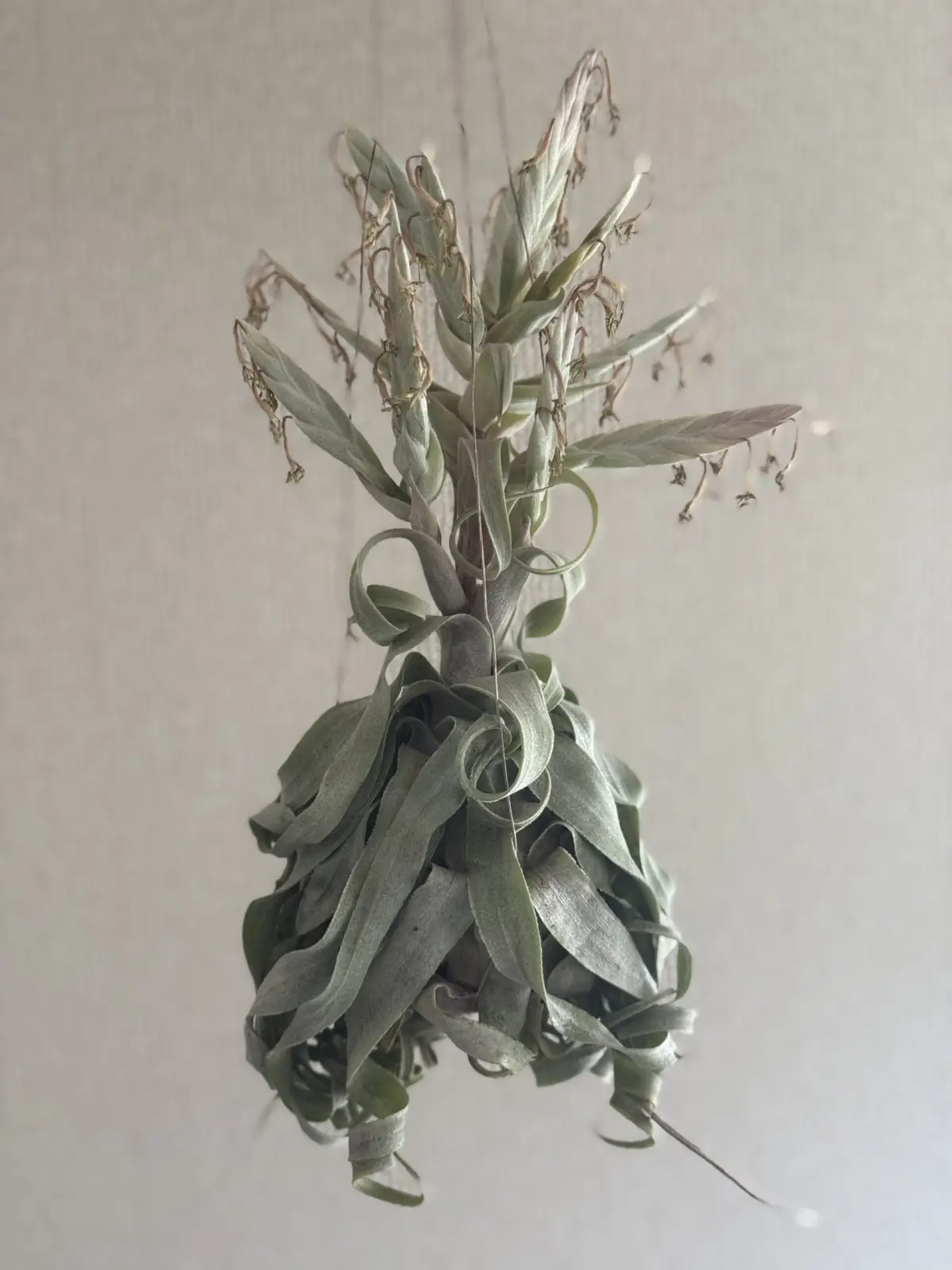 ティランジア ストレプトフィラ