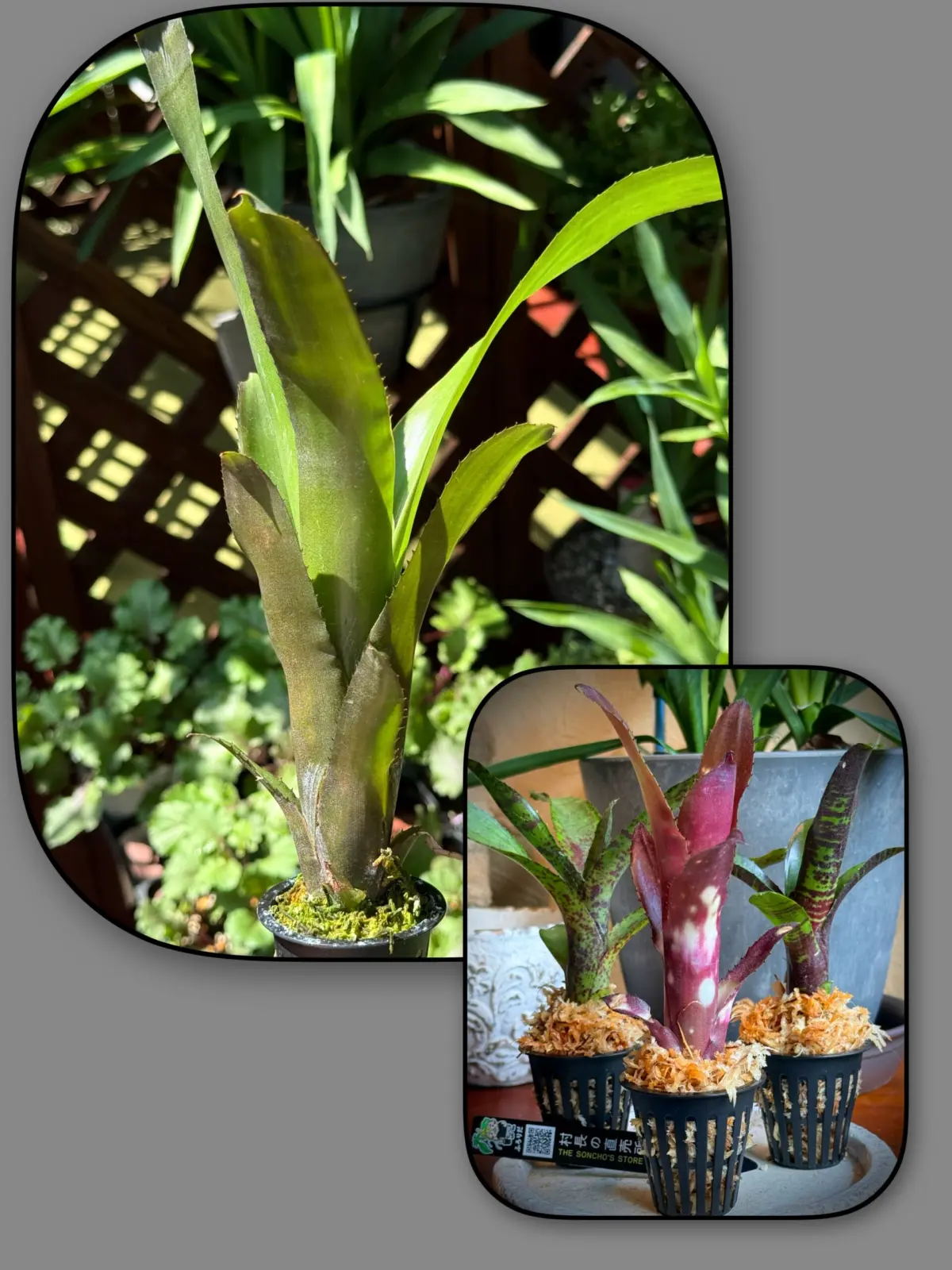 ビルベルギア　ハレルヤ　大変身😂