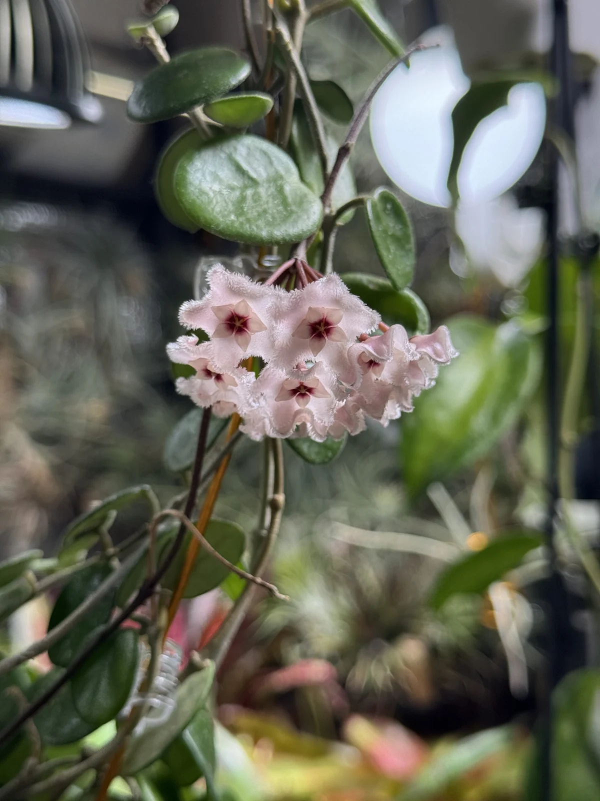ホヤ マチルダ 花