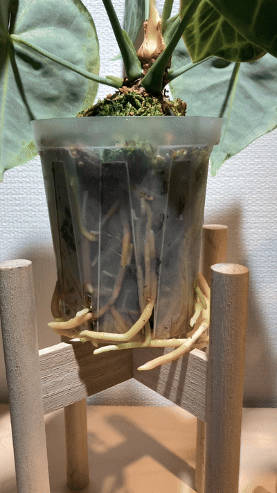 アンスリウム クラリネルビウム