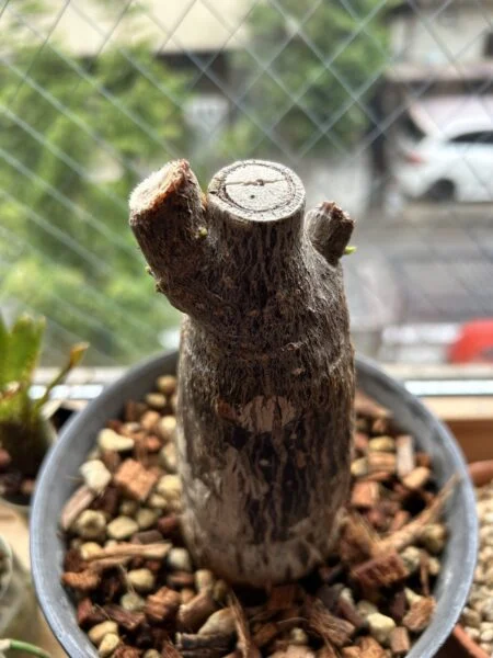 パキラ　強剪定