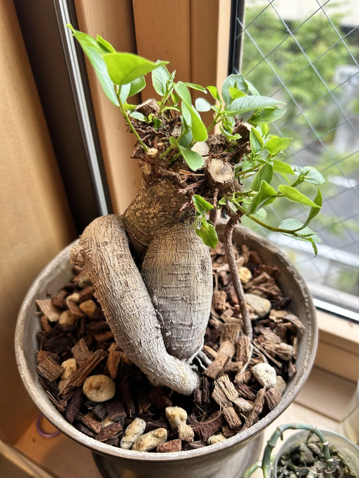 ガジュマル　強剪定