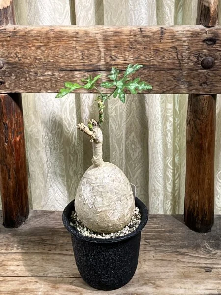 アデニア ペリエリ　塊根植物