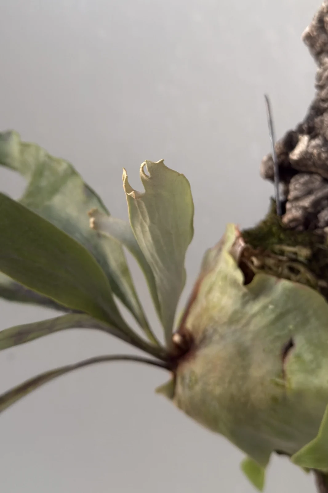 ビカクシダ メラメラ