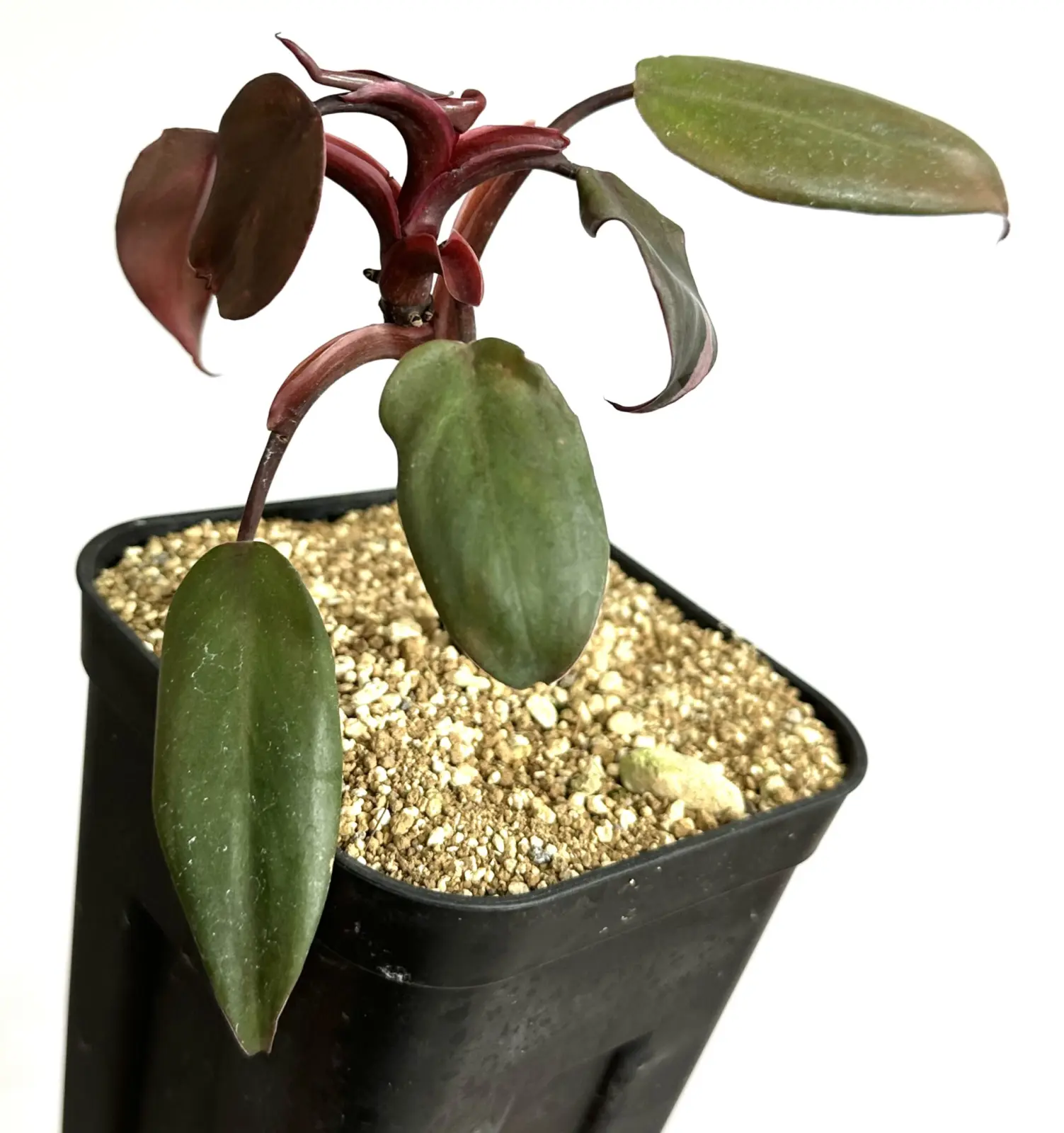 フィロデンドロン　札落ち