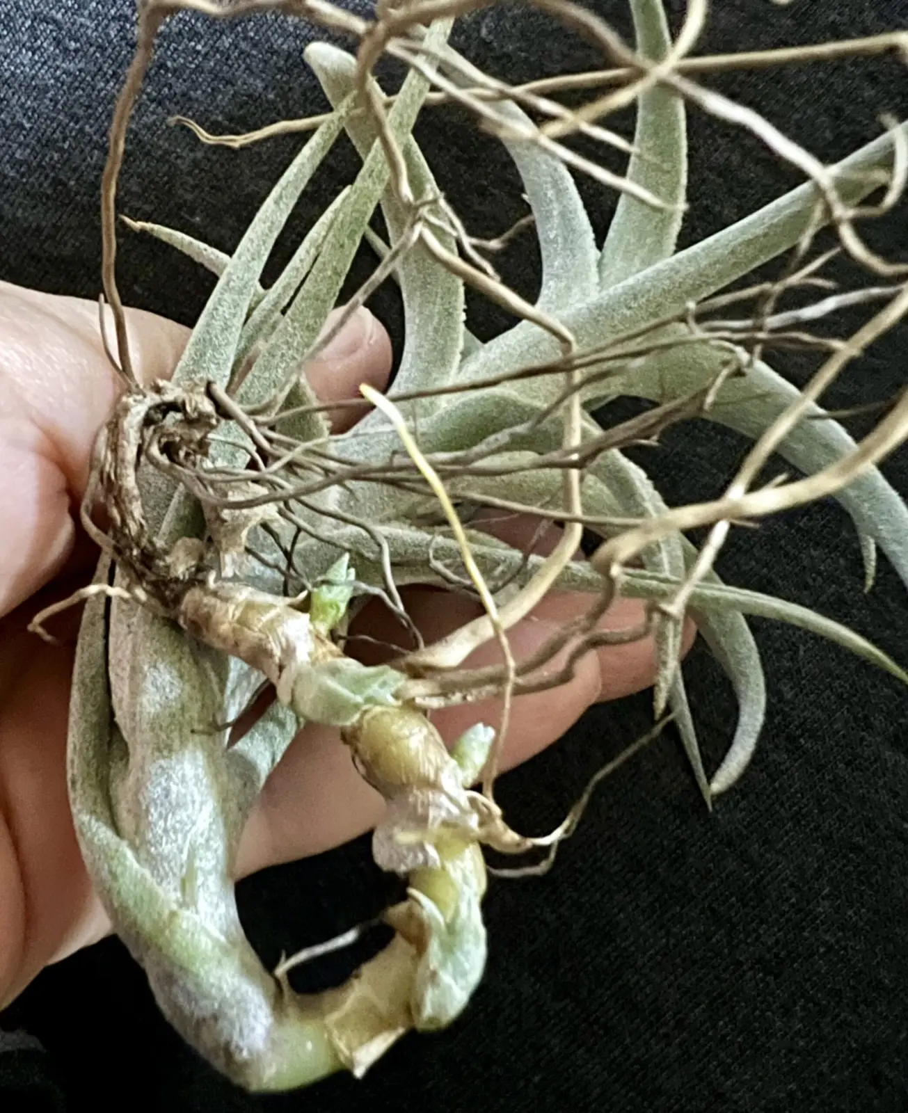 ティランジア　エディシアエ