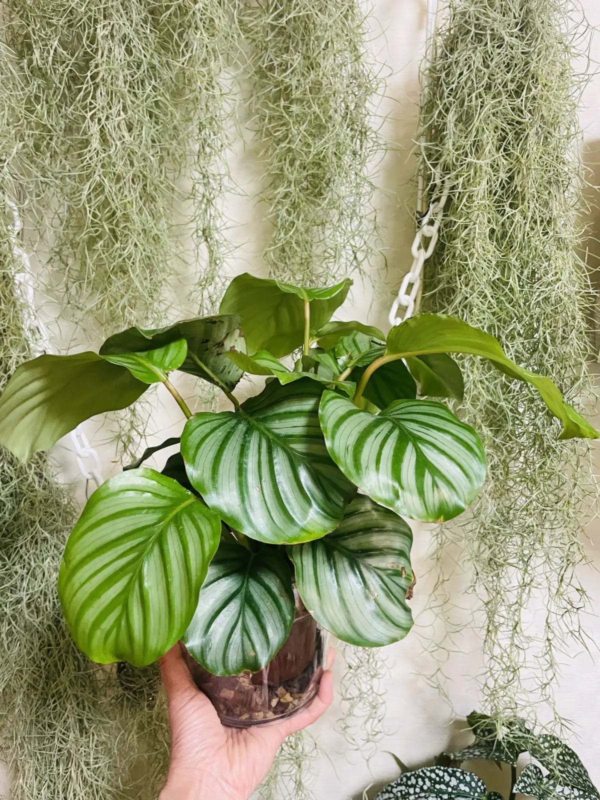 カラテア　オルビフォリア