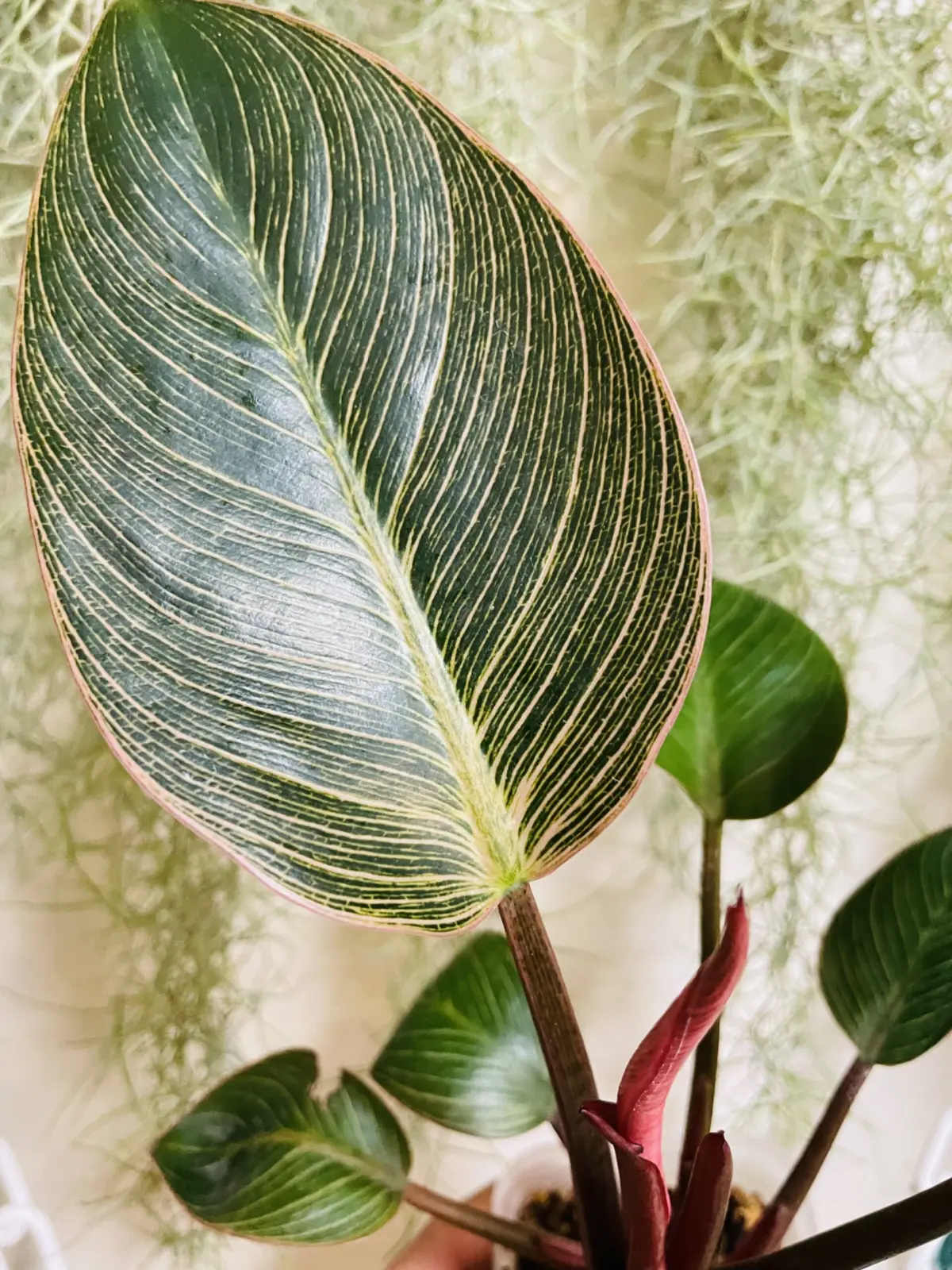 フィロデンドロン　ピンクバーキン