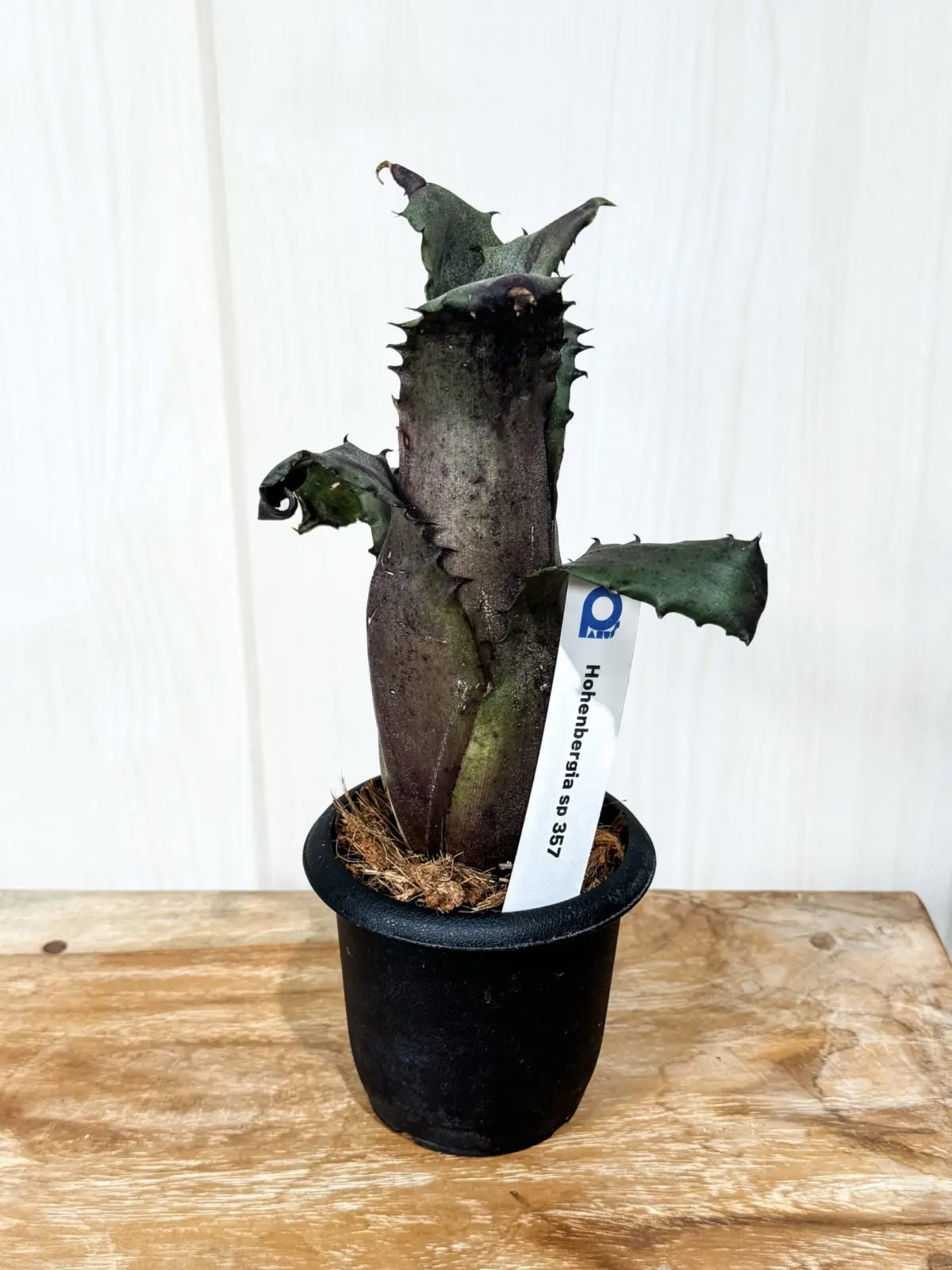 ホヘンベルギア sp357