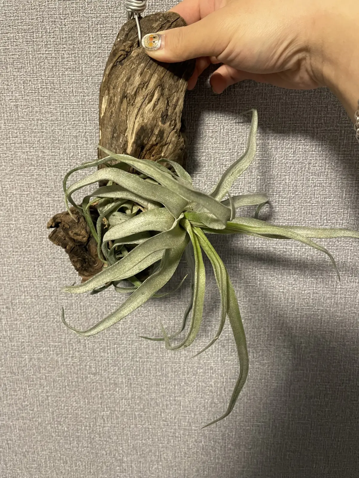 ティランジア　ストレプトフィラ