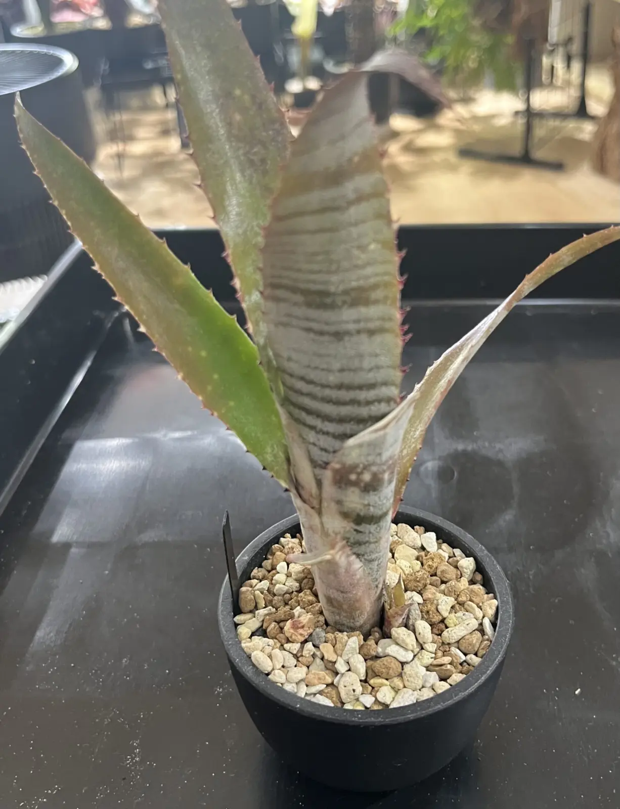 ビルベルギア パイプライン