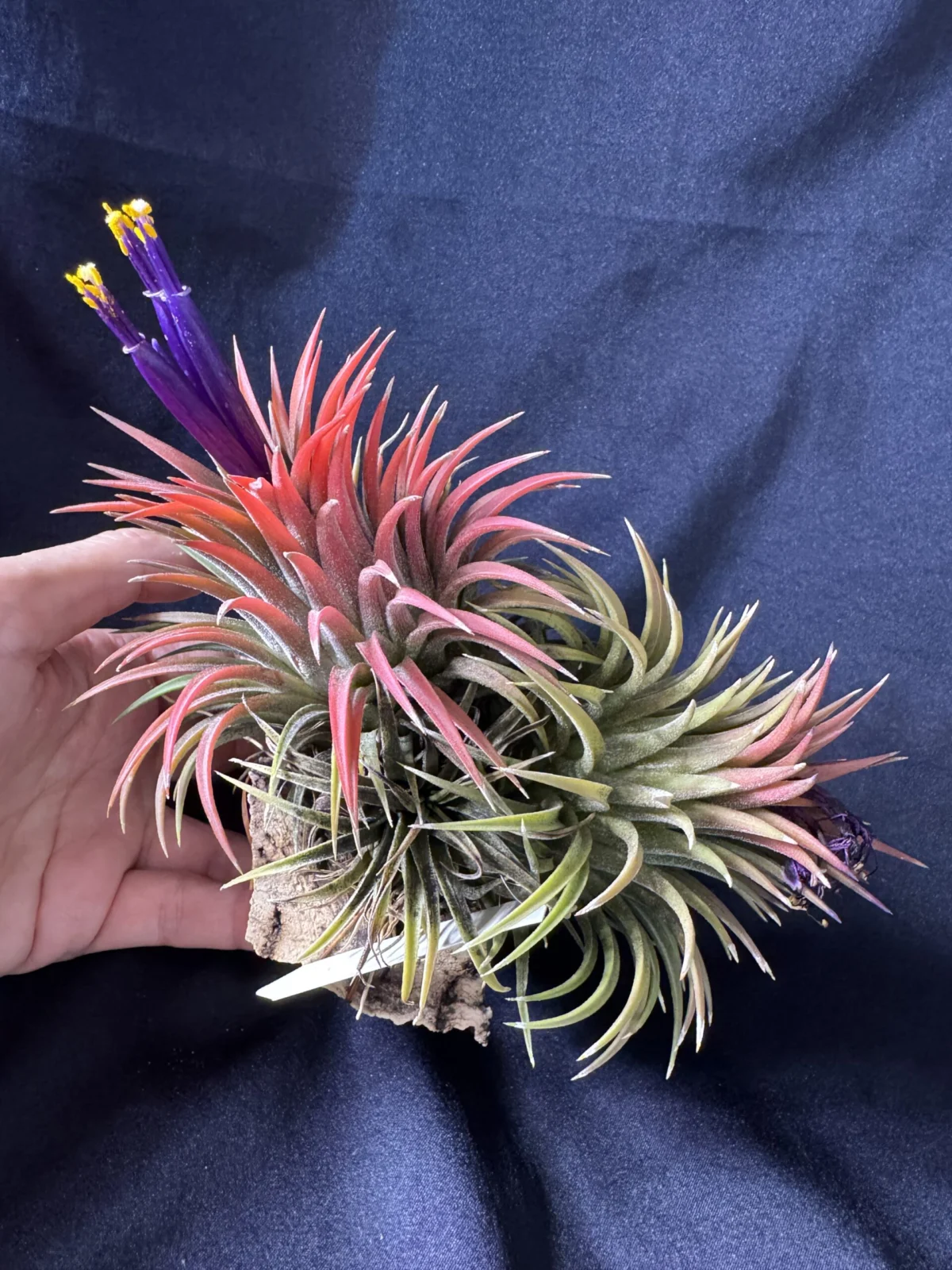 ティランジア イオナンタ エボリューション 開花