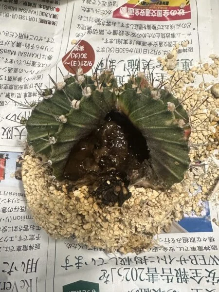 ギムノカリウム　ミハノビッチ
