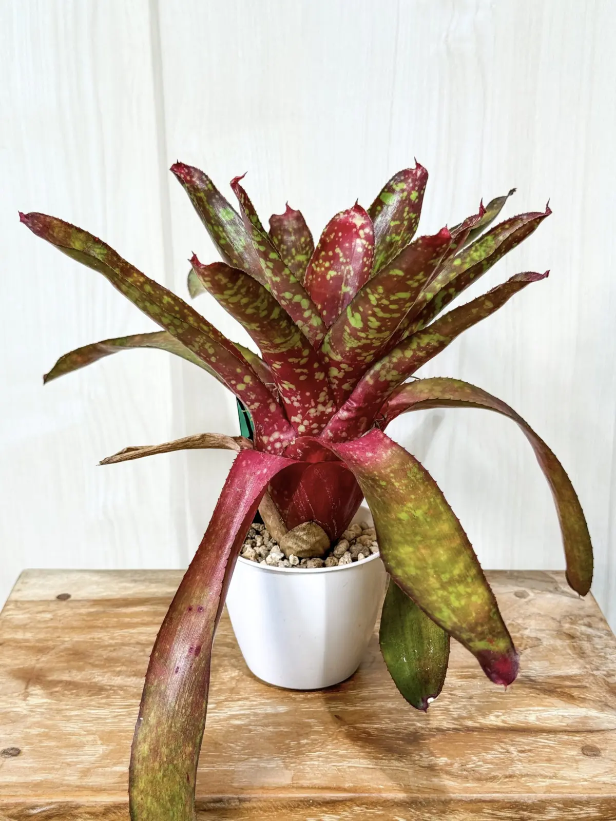 ネオレゲリア　ピグレット