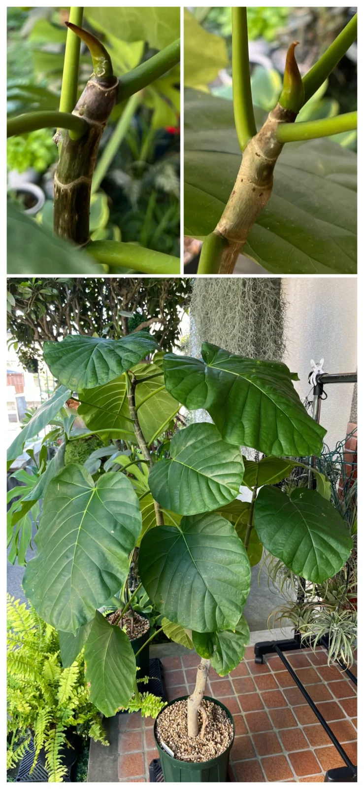 横浜　フィカス　ウンベラータ