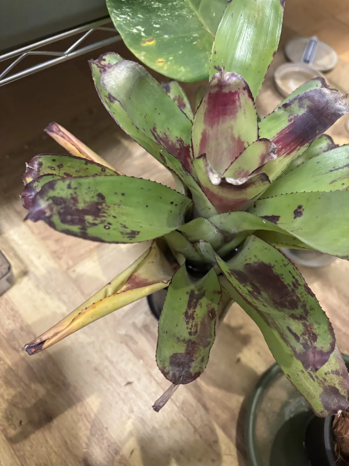 ネオレゲリア　ペインテッドディライト