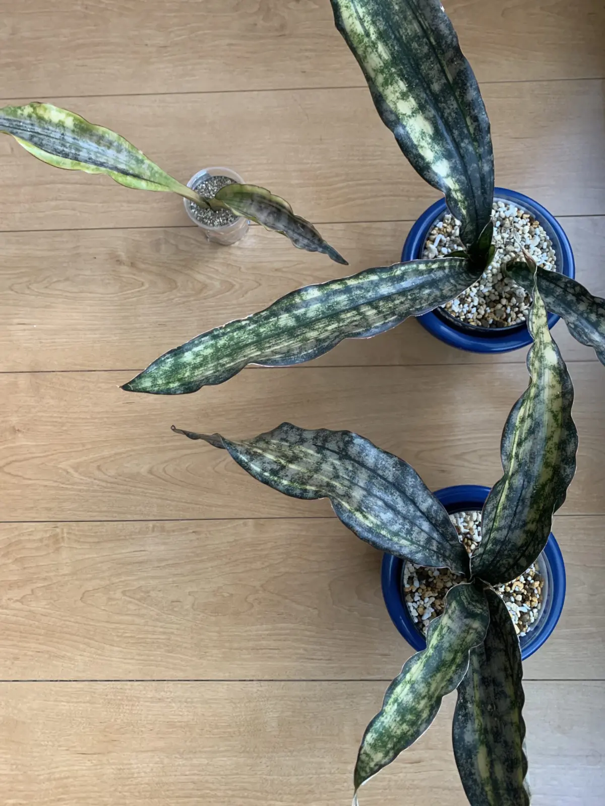 サンセベリア　キルキーコパトーン　斑入り