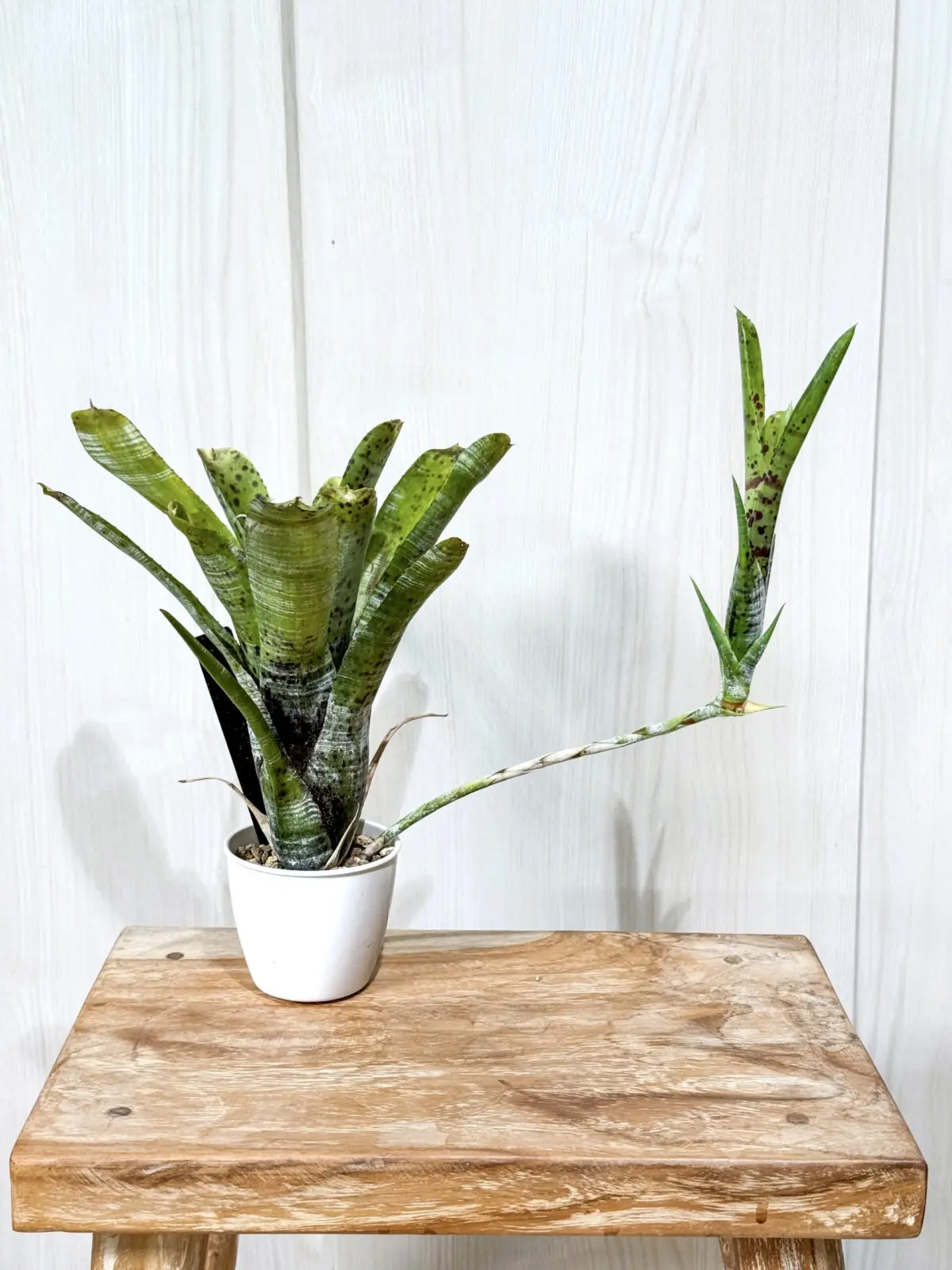 ネオレゲリア　パウシフローラ　ジャイアント