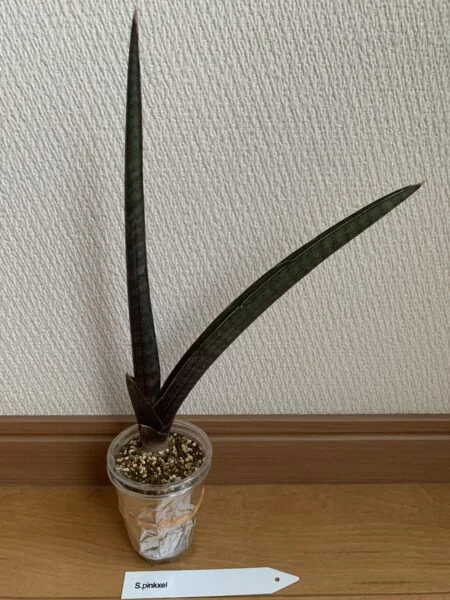 サンセベリア