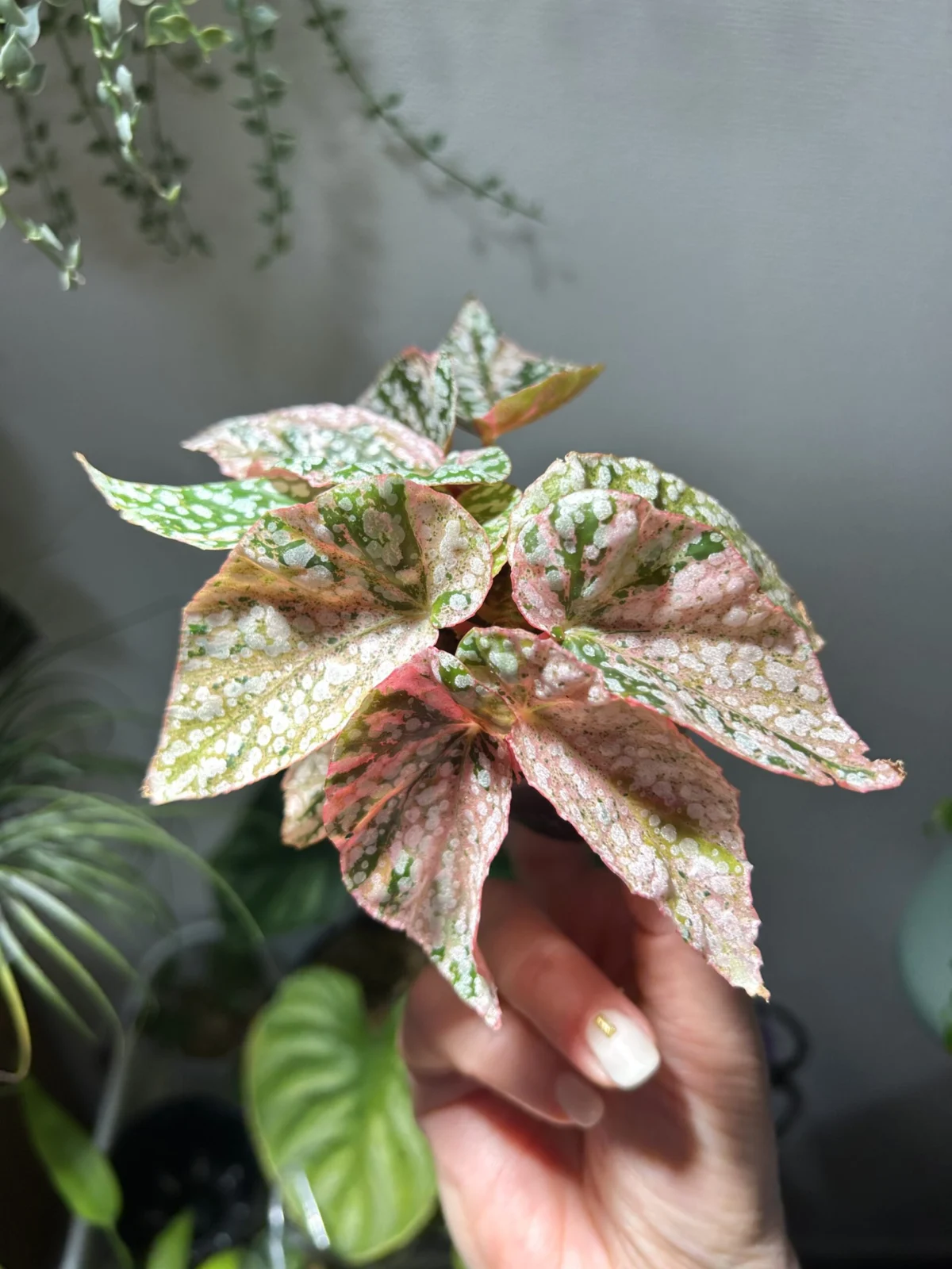 ベゴニア スノーキャップド ピンク