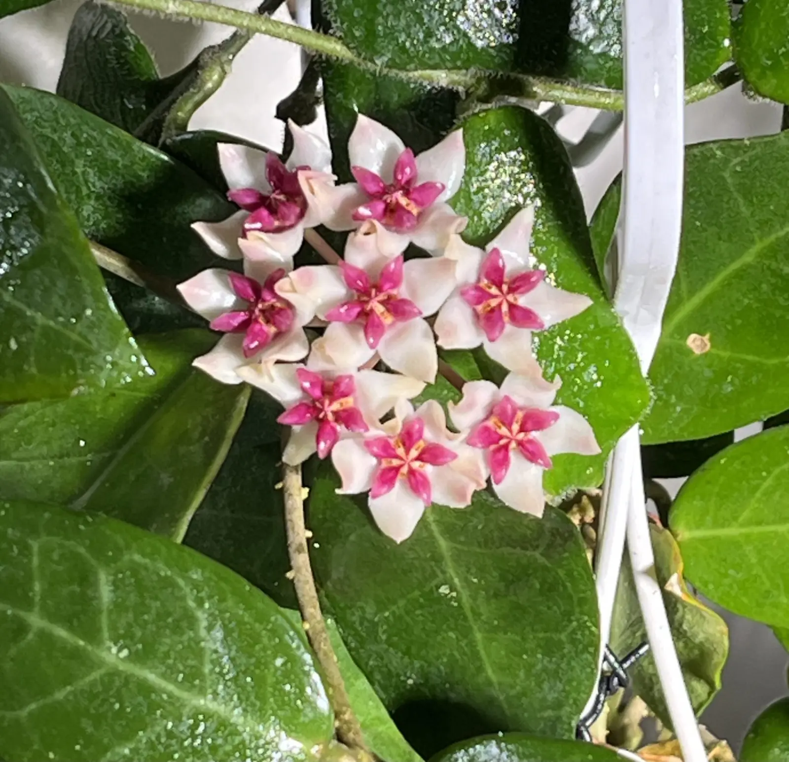 ホヤ　パトリシア　花