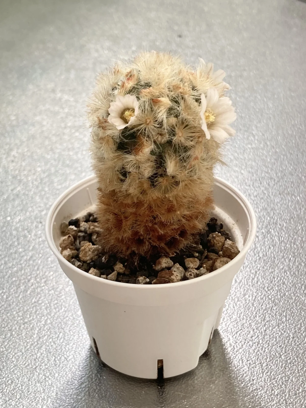 サボテン マミラリア カルメナエ