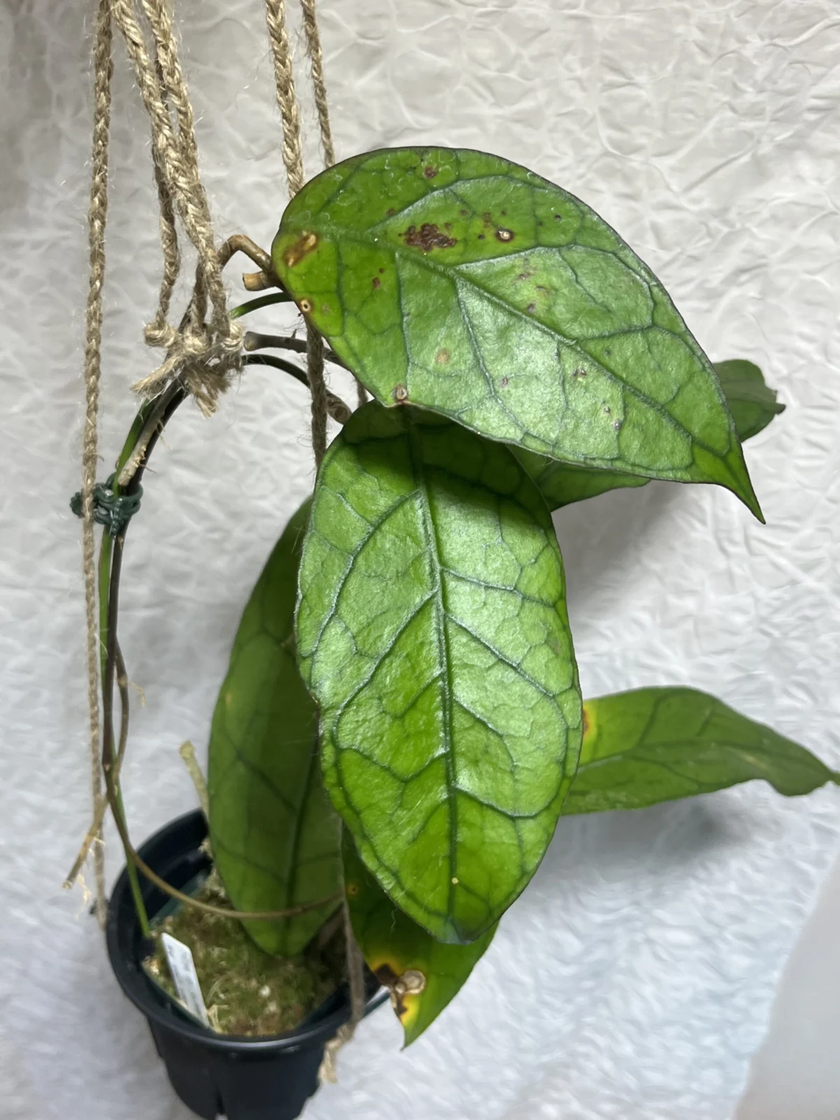 ホヤ　エスピー　スラウェシ　#11