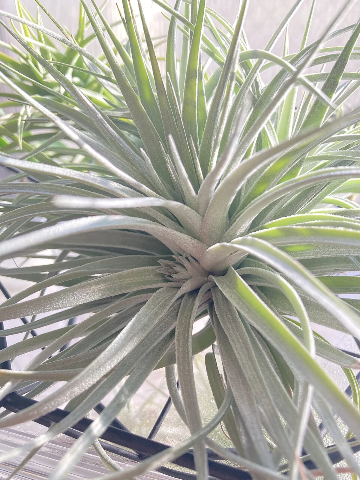 ティランジア ストリクタ シルバー